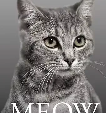 转载:MEOW MEOW?